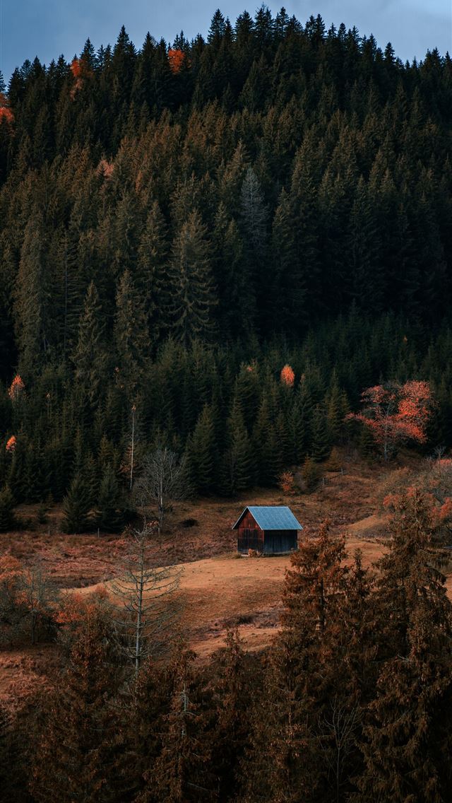 1290x2796 a cabin nestled in the middle of a forest -  iPhone Wallpaper