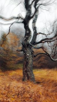 a tree that is standing in the grass wallpaper