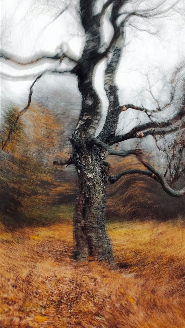 1290x2796 a tree that is standing in the grass -  iPhone Wallpaper