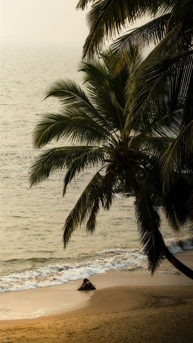 1290x2796 a palm tree on a beach with the ocean in the backg... - travel iPhone Wallpaper