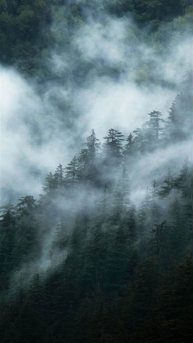 1290x2796 a mountain covered in fog with trees in the backgr... - clouds iPhone Wallpaper