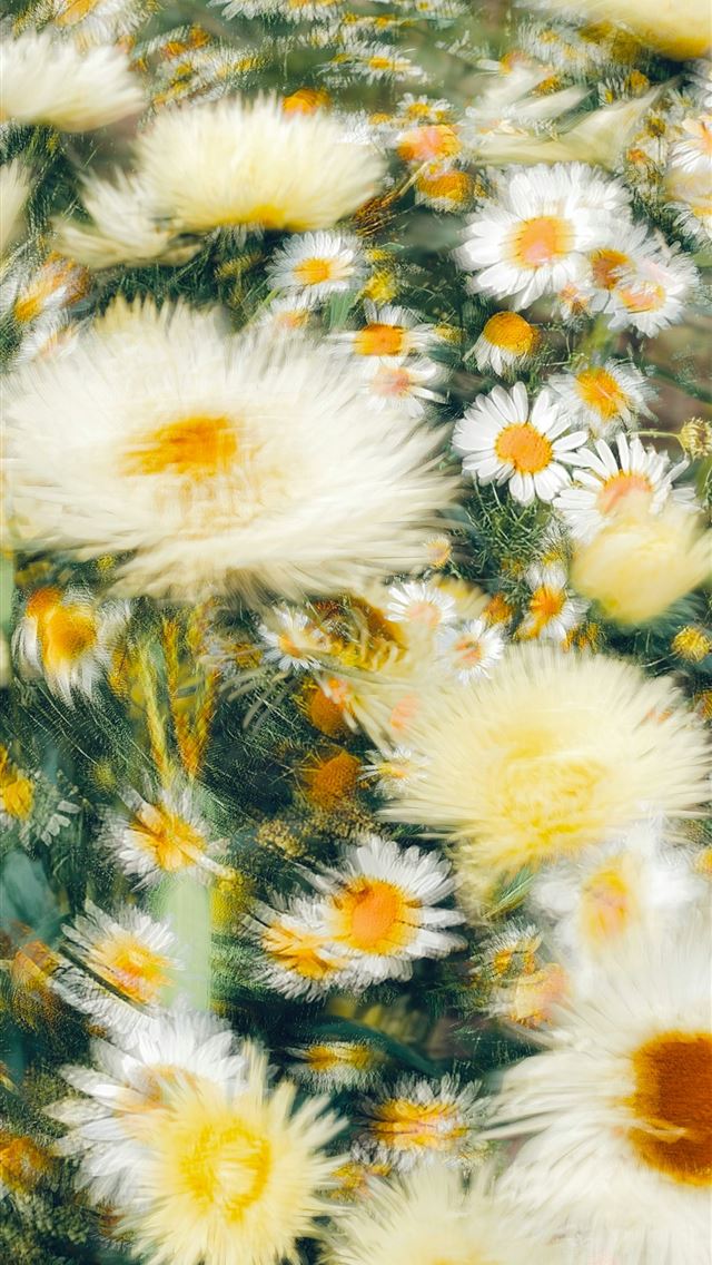 1290x2796 a bunch of white and yellow flowers in a field -  iPhone Wallpaper