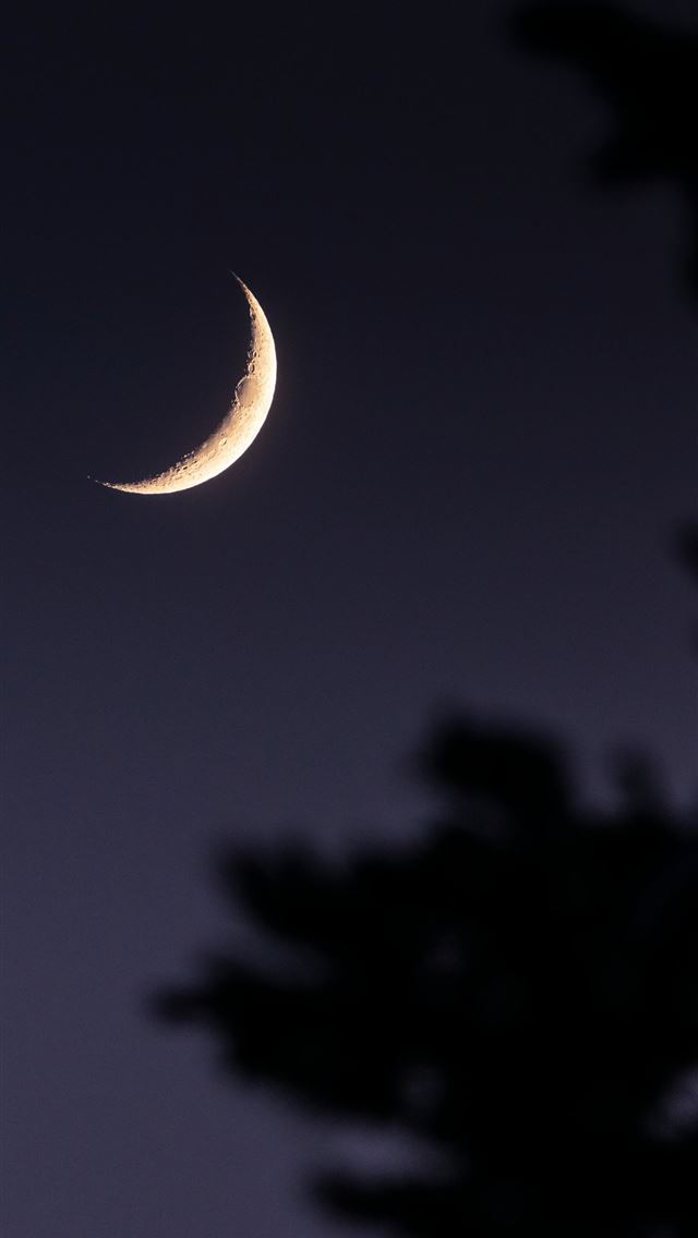 1290x2796 a half moon is seen through the branches of a tree -  iPhone Wallpaper