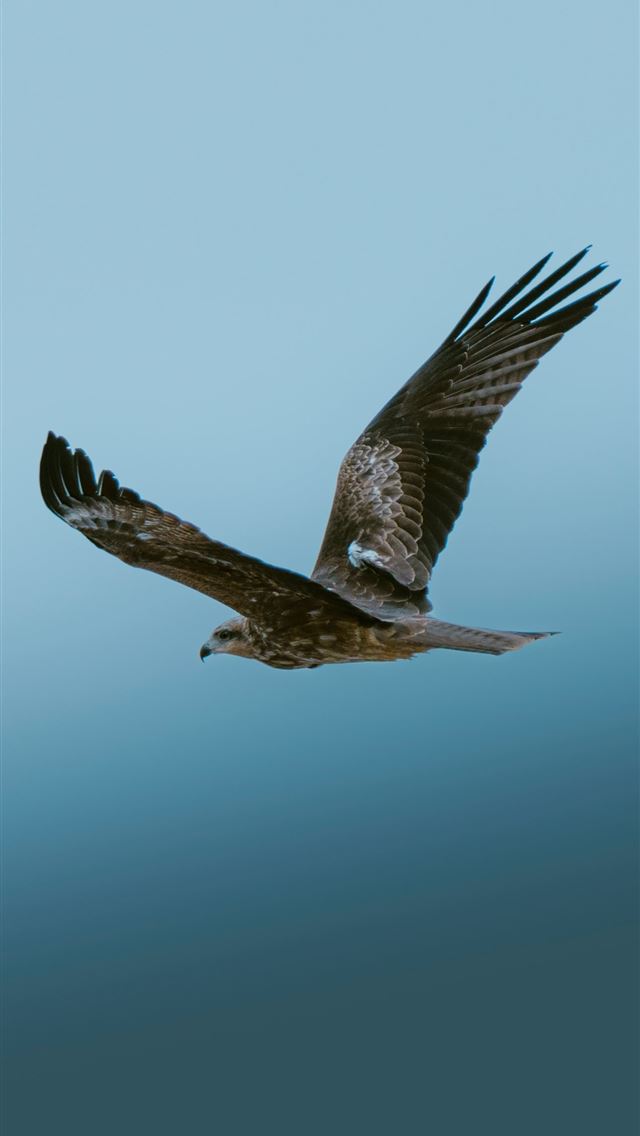 1290x2796 a large bird flying through a blue sky -  iPhone Wallpaper