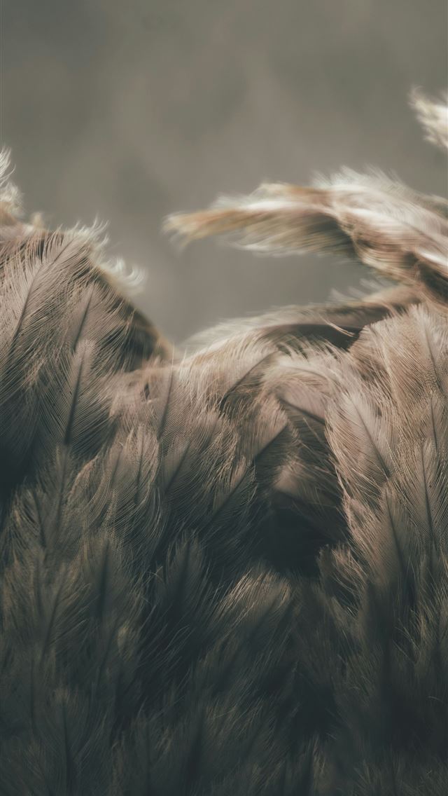 1290x2796 a bunch of feathers that are in the air -  iPhone Wallpaper