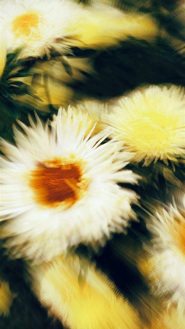 1290x2796 a close up of a bunch of white flowers - flowers iPhone Wallpaper