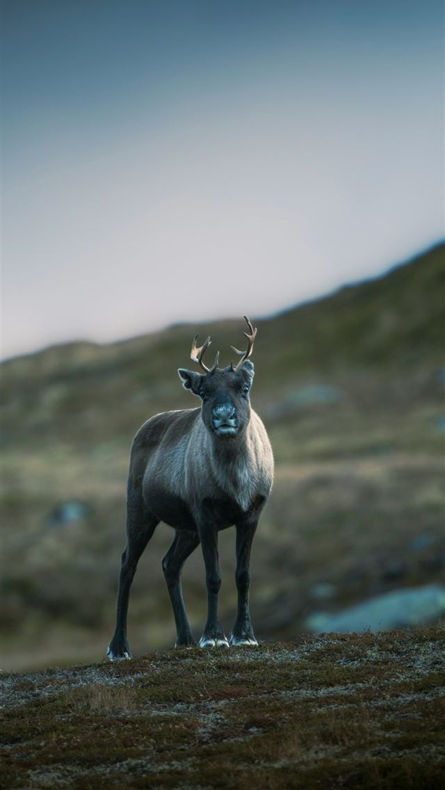 1290x2796 a large animal standing on top of a grass covered ... - sweden iPhone Wallpaper