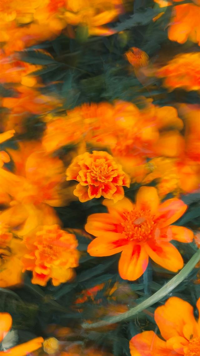 1290x2796 a bunch of flowers that are in the grass -  iPhone Wallpaper