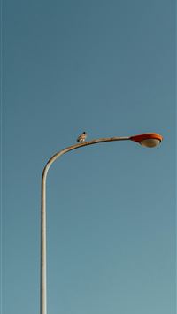 A small bird perched on a street lamp  wallpaper
