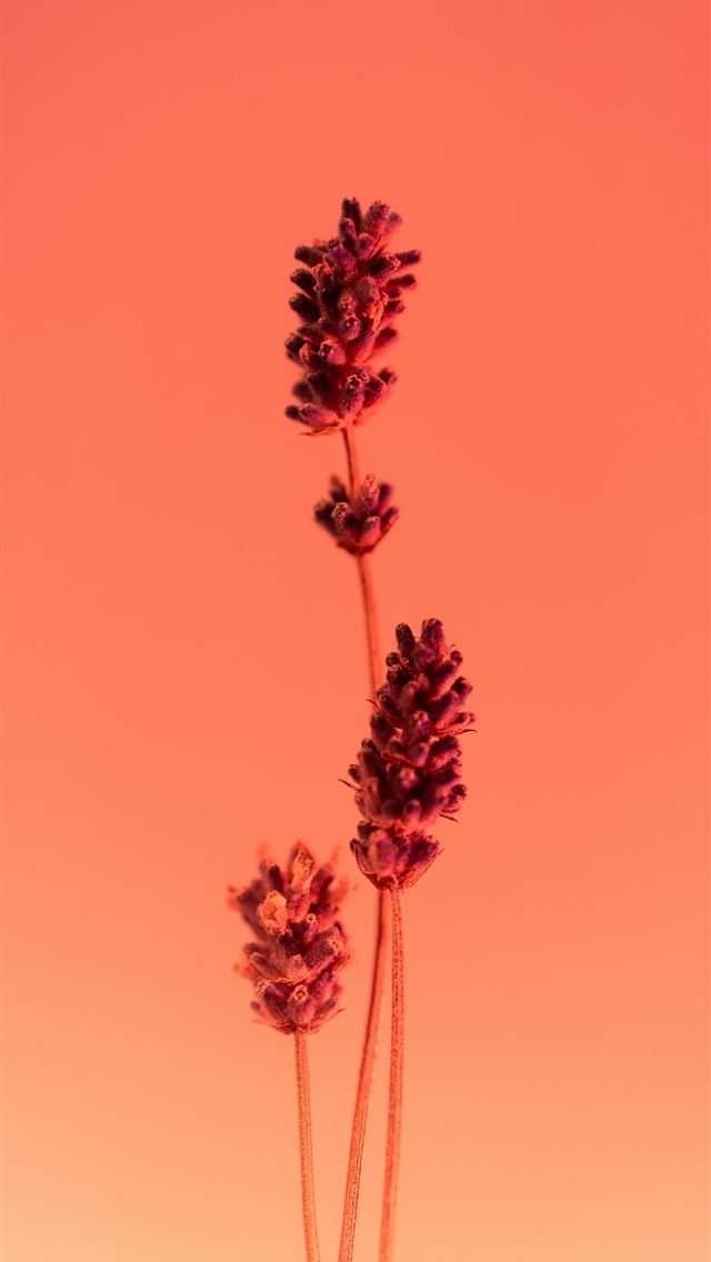 1290x2796 a couple of purple flowers sitting on top of a tab... -  iPhone Wallpaper