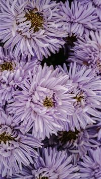 a bunch of purple flowers that are blooming wallpaper