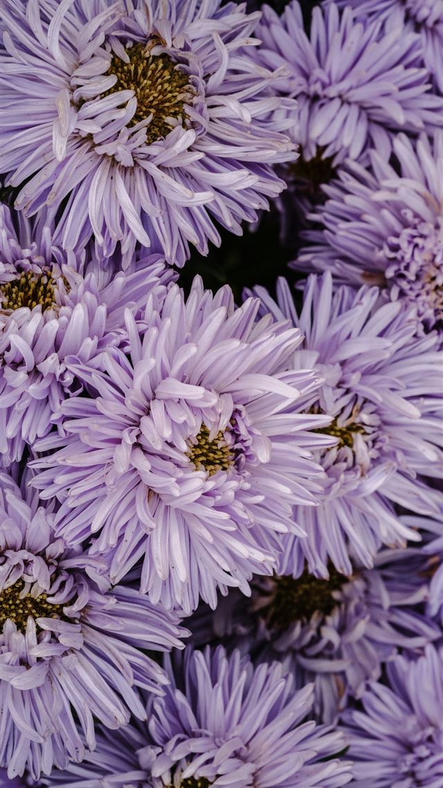 640x1136 a bunch of purple flowers that are blooming -  iPhone Wallpaper