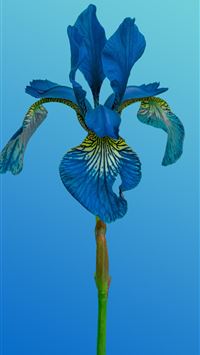 A beautiful blue iris flower blooms  wallpaper