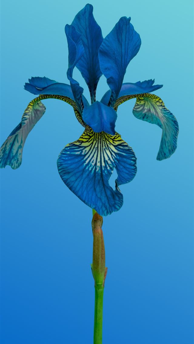 1290x2796 A beautiful blue iris flower blooms  -  iPhone Wallpaper
