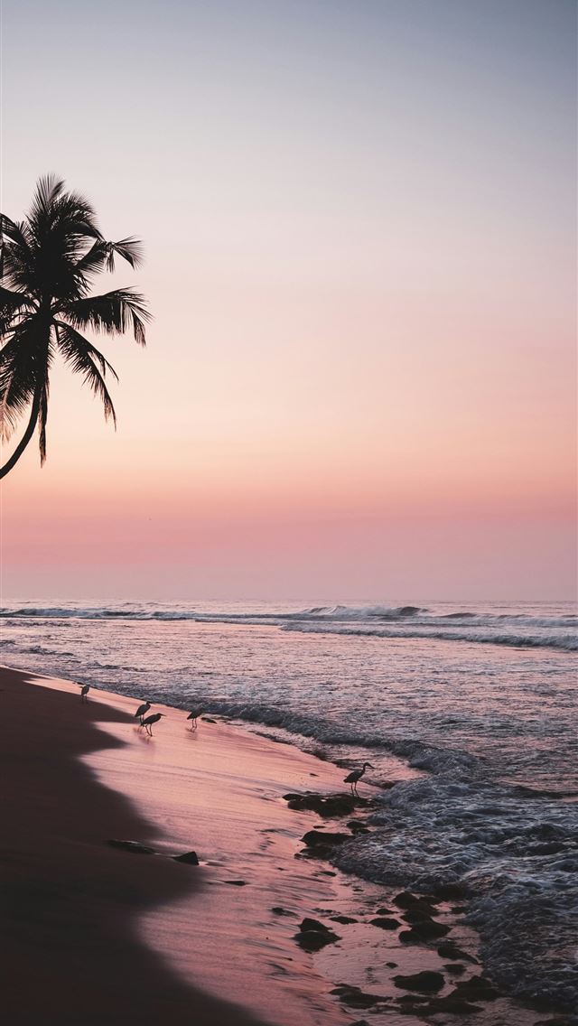 1290x2796 Palm trees silhouette against a pink sunset over t... -  iphone 13 Wallpaper