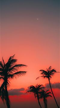 Palm trees silhouetted against a vibrant sunset sk... wallpaper