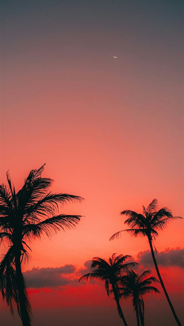 640x1136 Palm trees silhouetted against a vibrant sunset sk... -  iPhone Wallpaper