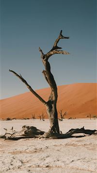 A dead tree stands in a desert landscape  wallpaper