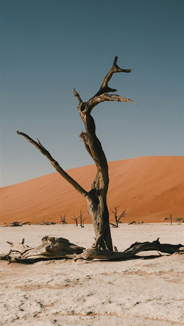 1290x2796 A dead tree stands in a desert landscape  -  iPhone Wallpaper