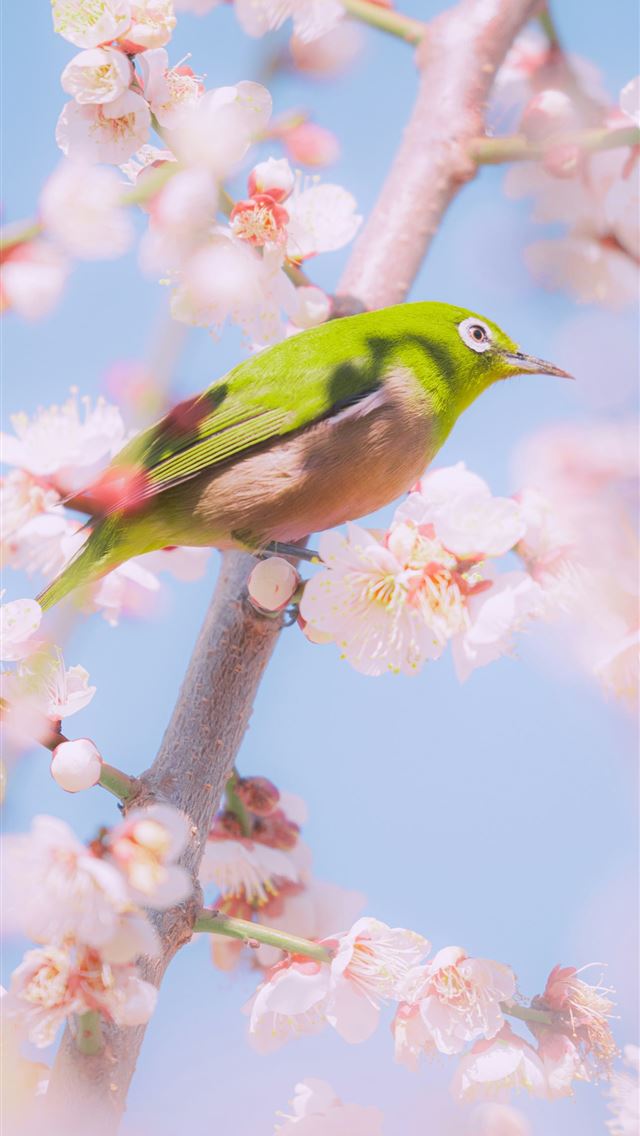 1290x2796 A green bird perched on a blooming cherry blossom ... -  iphone 15 Wallpaper