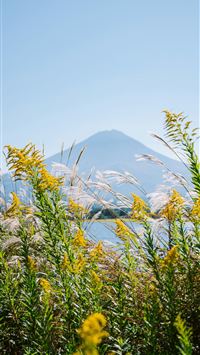 A majestic mountain peak behind wildflowers under ... wallpaper