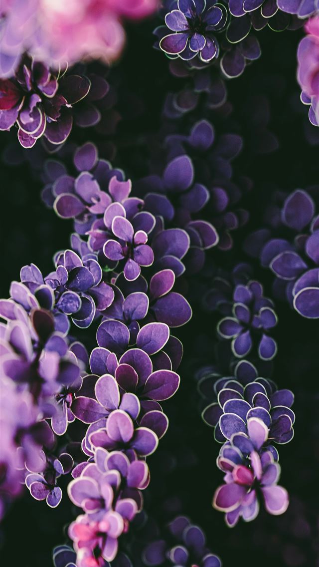 1290x2796 Close up of purple barberry leaves against a dark ... -  iPhone Wallpaper