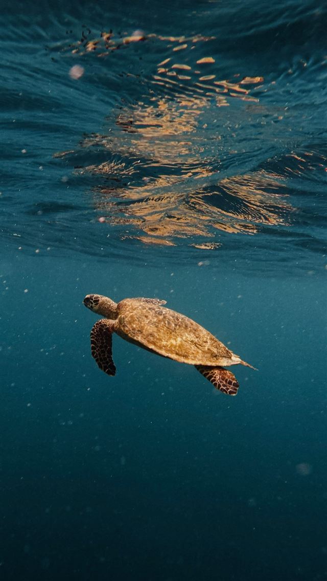 1290x2796 A sea turtle swims gracefully in deep blue water  -  iPhone Wallpaper