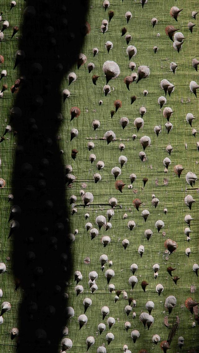 1290x2796 Green tree bark with white conical thorns  -  iPhone Wallpaper