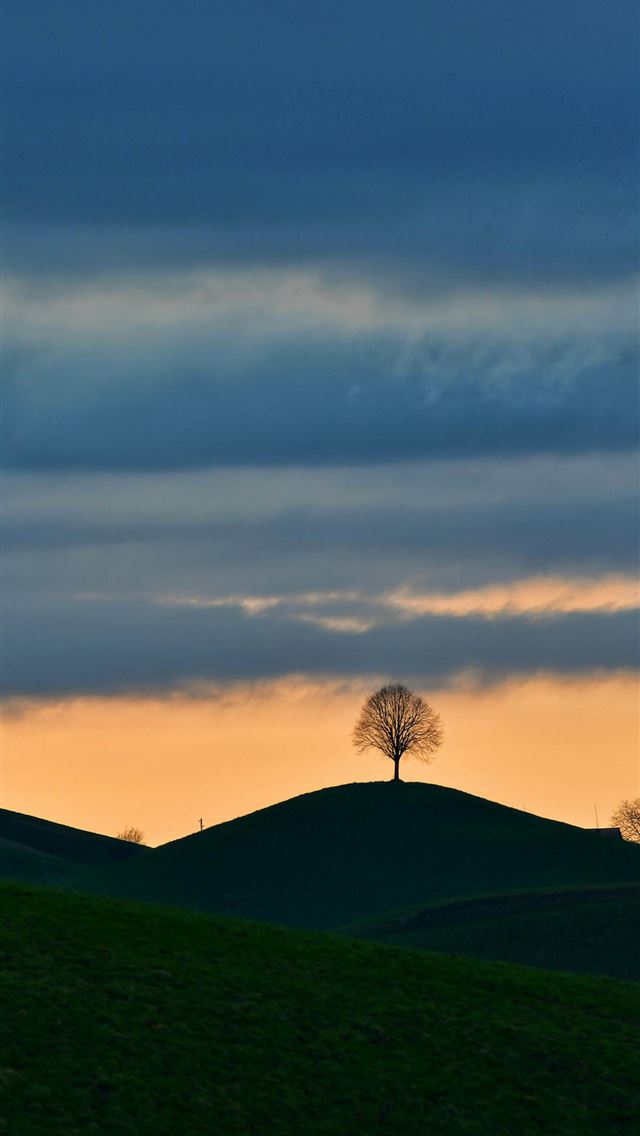 1290x2796 Lone tree silhouetted on a hill at sunset -  iPhone Wallpaper