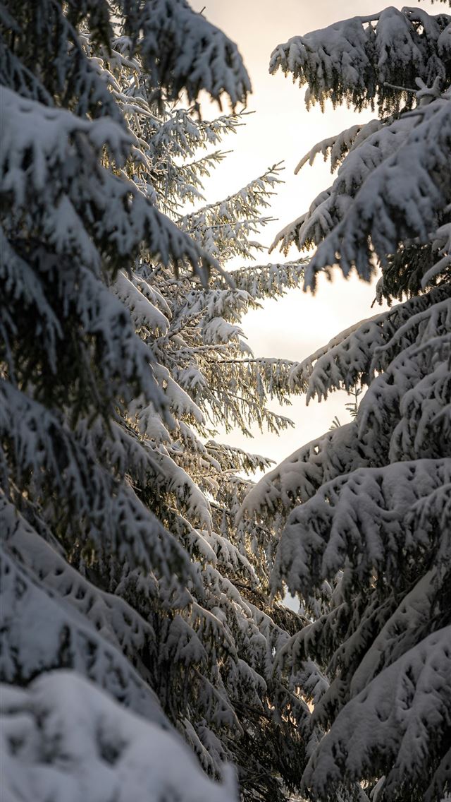 1290x2796 Snow covered pine trees with sunlight filtering th... - winter iPhone Wallpaper