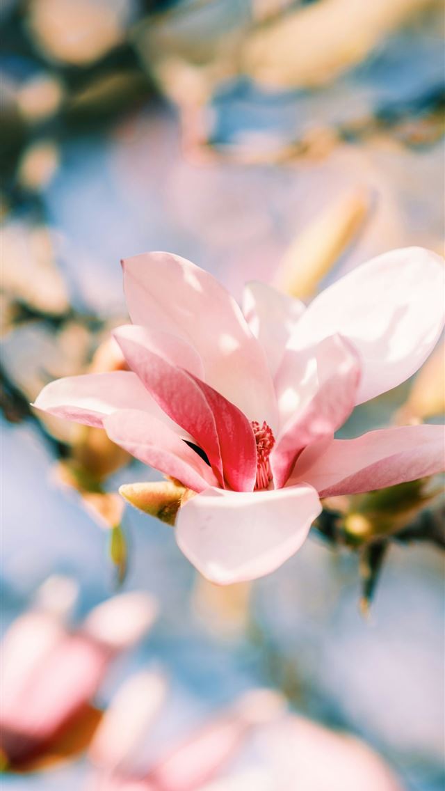 1290x2796 A delicate pink magnolia flower blooms on a branch... - spring flowers iPhone Wallpaper