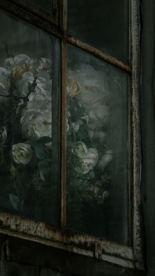 1290x2796 Bouquet of white roses seen through a dusty window... -  iPhone Wallpaper