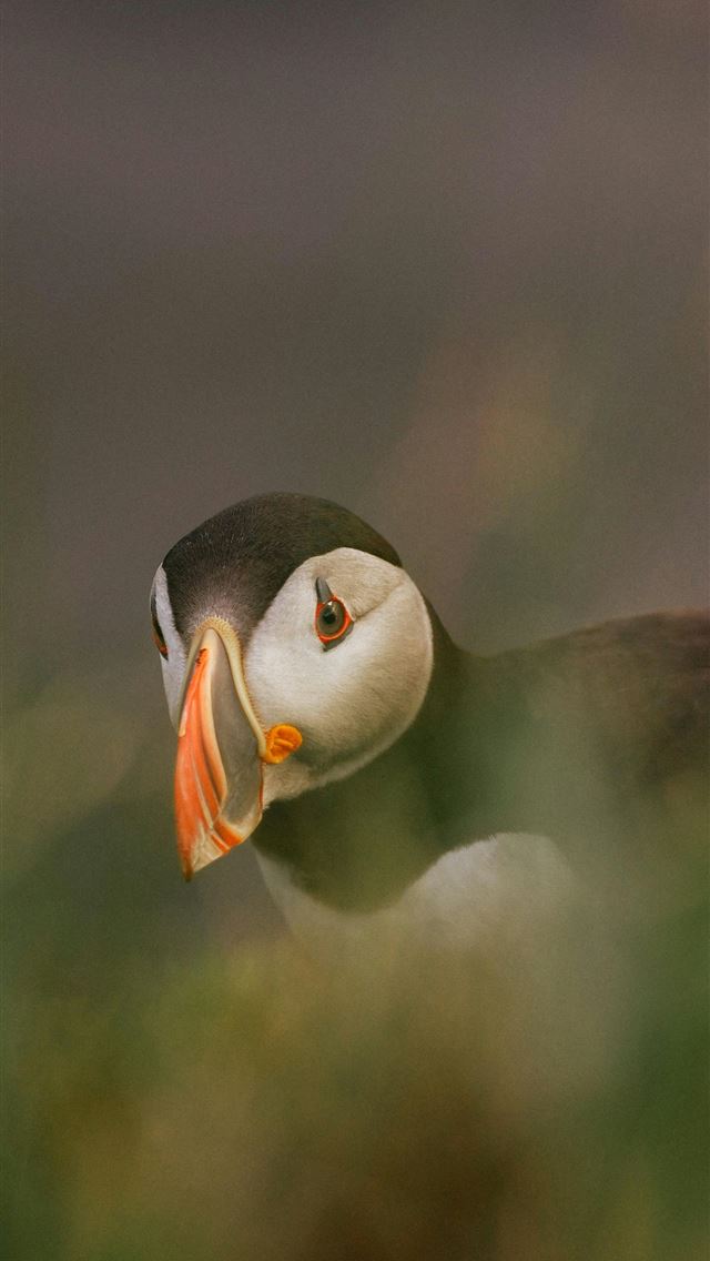 1290x2796 A puffin bird with a colorful beak peeking through... -  iPhone Wallpaper