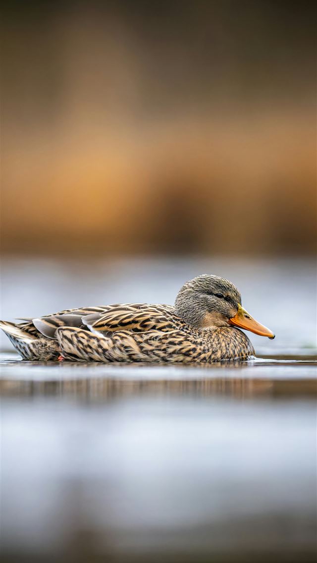 1290x2796 A duck swims peacefully on the water  -  iPhone Wallpaper