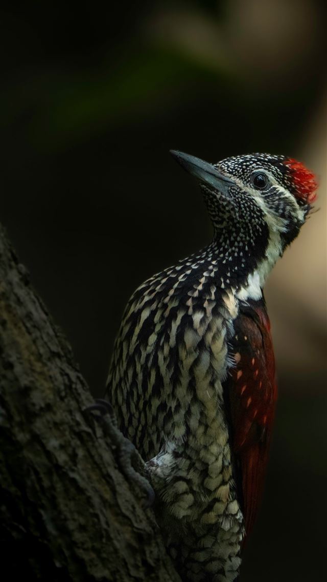 1290x2796 A colorful woodpecker perched on a tree branch  -  iPhone Wallpaper