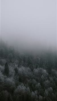 Misty evergreen forest on a foggy day wallpaper
