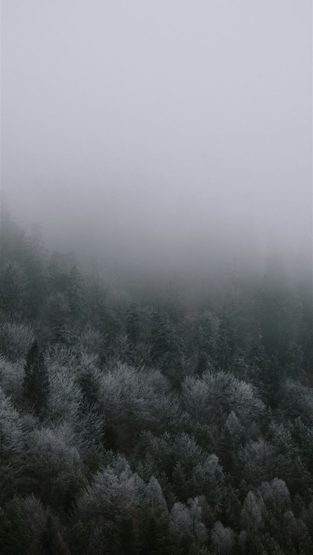640x1136 Misty evergreen forest on a foggy day -  iPhone Wallpaper