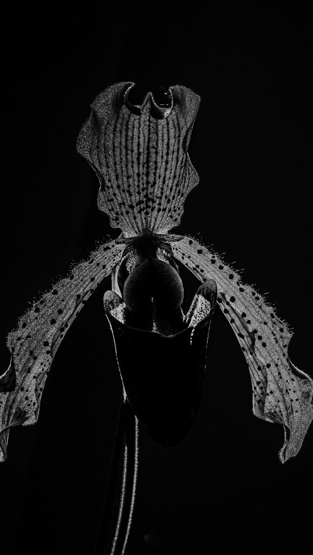 640x1136 A delicate orchid bloom against a black background -  iPhone Wallpaper