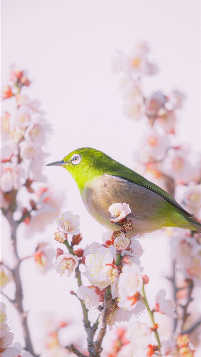 1290x2796 A small bird perched on a blooming cherry blossom ... -  iPhone Wallpaper
