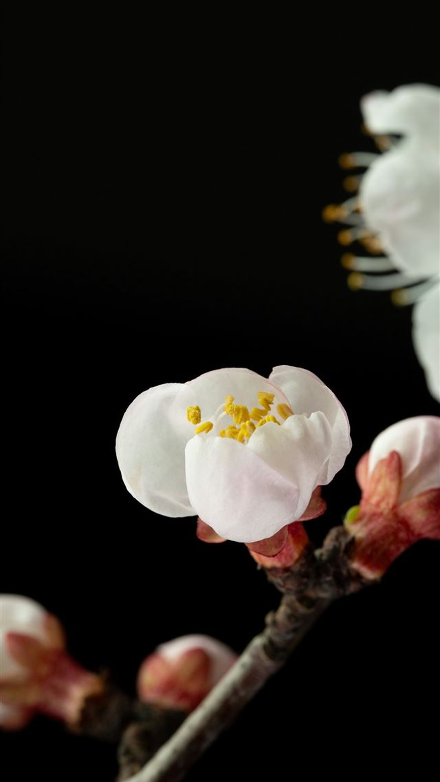 1290x2796 Delicate white cherry blossoms on a dark backgroun... - flower iPhone Wallpaper