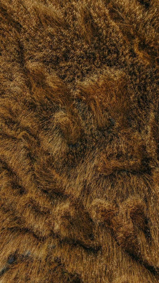 1290x2796 Close up view of brown animal fur texture  -  iPhone Wallpaper