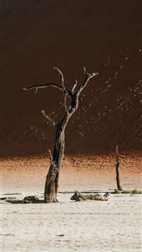 Dead trees in a dry desert landscape wallpaper