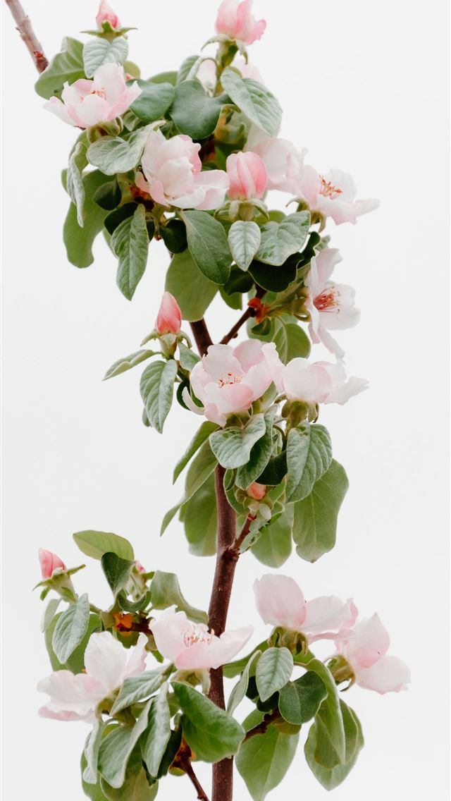 1290x2796 a branch with pink flowers and green leaves -  iPhone Wallpaper