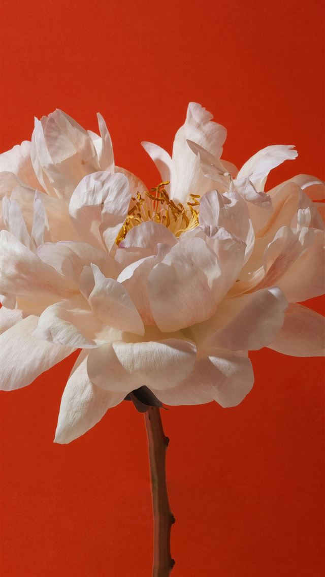 1290x2796 A delicate white peony flower against an orange ba... -  iPhone Wallpaper