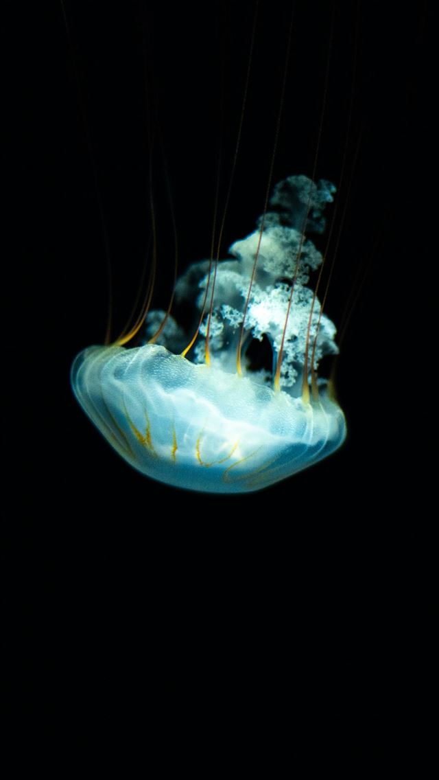 1290x2796 A solitary jellyfish glows in the darkness  - minimalist iPhone Wallpaper