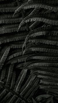 a black and white photo of a plant wallpaper
