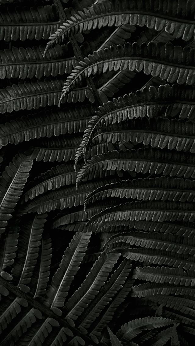 1290x2796 a black and white photo of a plant -  iPhone Wallpaper