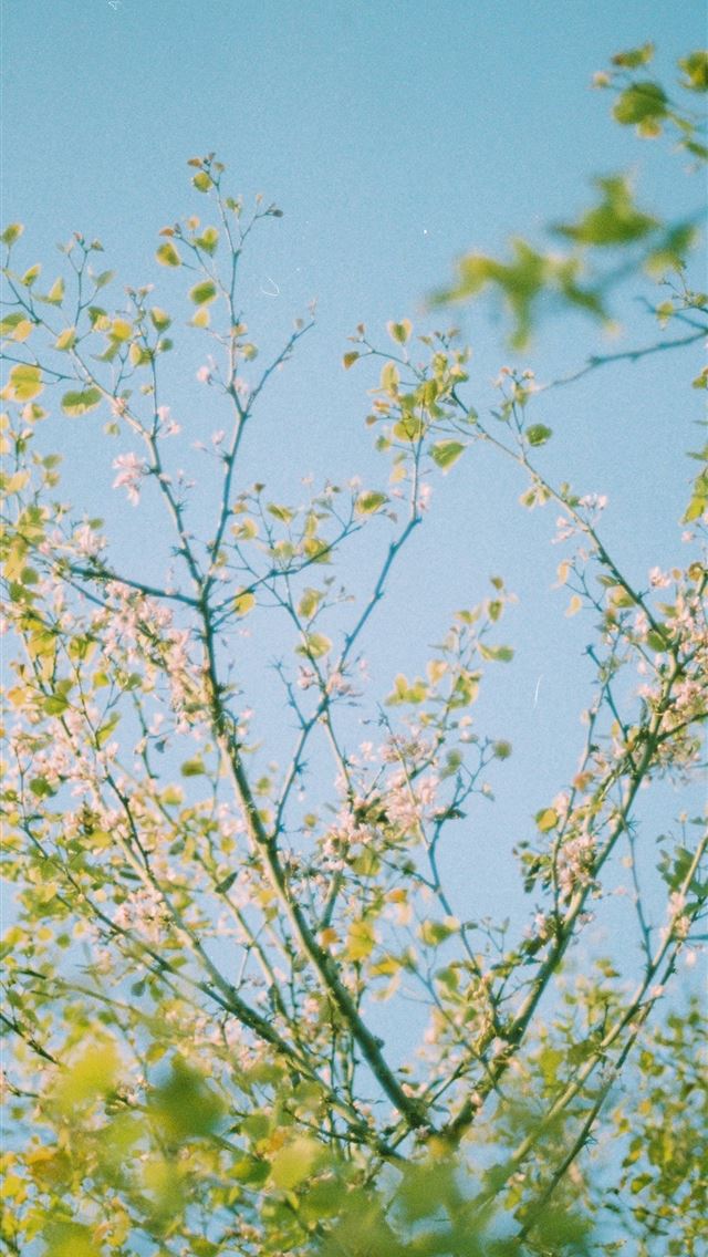 1290x2796 Tree branches reach towards a clear blue sky -  iPhone Wallpaper