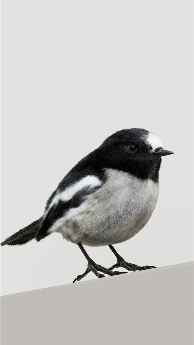 1290x2796 A small black and white bird sitting on top of a b... -  iPhone Wallpaper
