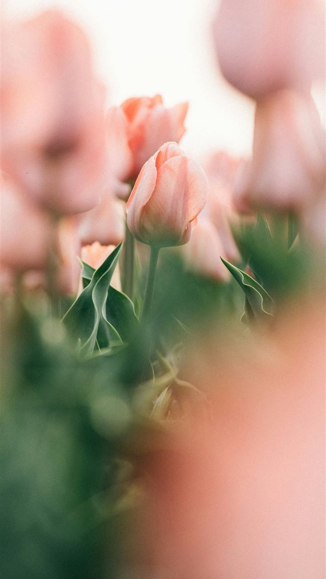 1290x2796 Soft pink tulips bloom in a field - japan iPhone Wallpaper